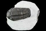 Adrisiops Weugi Trilobite - Recently Described Phacopid #110709-1